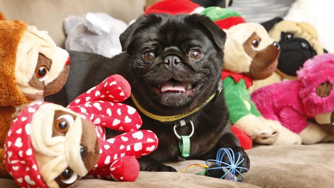 Darcie with some of his toys. Picture: David Caird