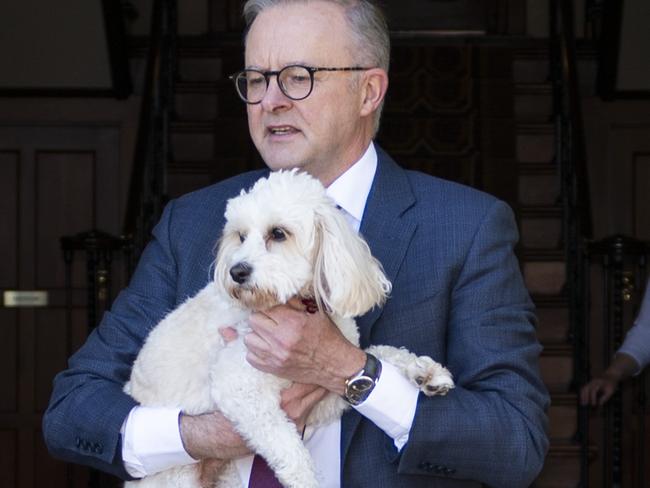 Prime Minister Anthony Albanese with his dog Toto. Picture: Martin Ollman/NewsWire