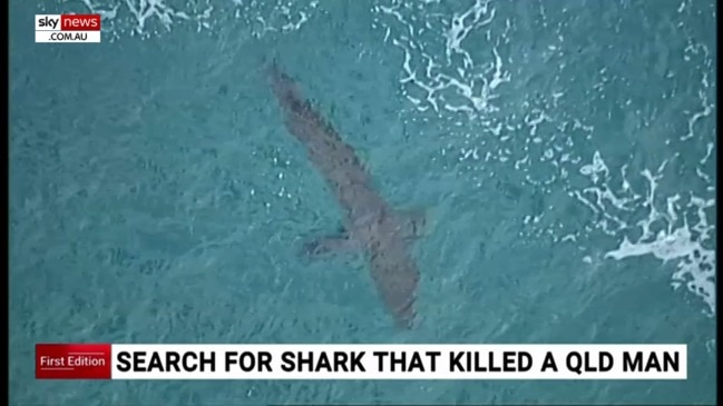 Search underway for great white shark that killed Qld man