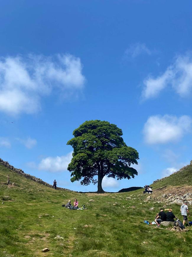 The tree was beloved by locals and tourists alike. Picture: Oli SCARFF / AFP