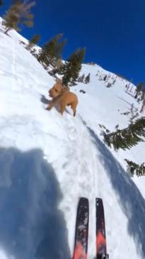 Dog gets exercise by running down ski slopes