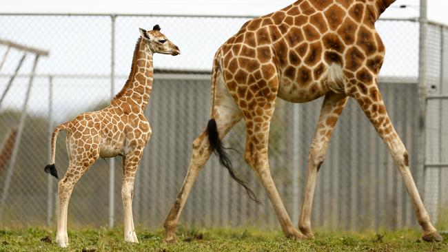 Hunter Valley Wildlife Park has welcomed its first ever baby giraffe – and it’s a boy! Picture: Jonathan Ng