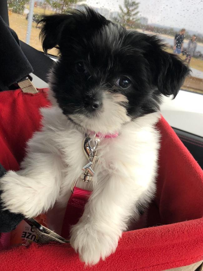 TILLY: At the tender age of just nine weeks, tiny Tilly needs a booster seat to ride in the car.