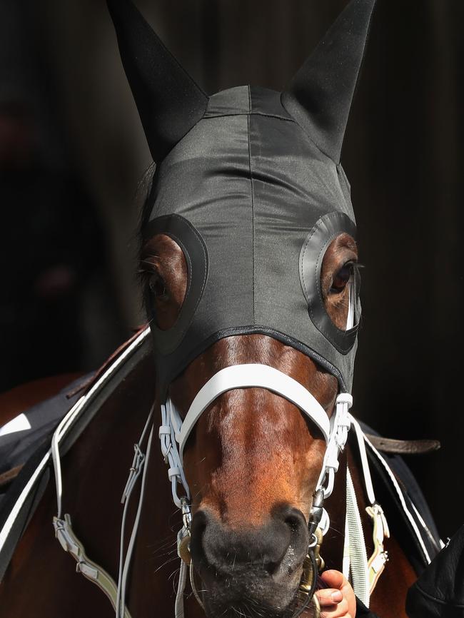 Winx heads out of the stalls for her gallop.