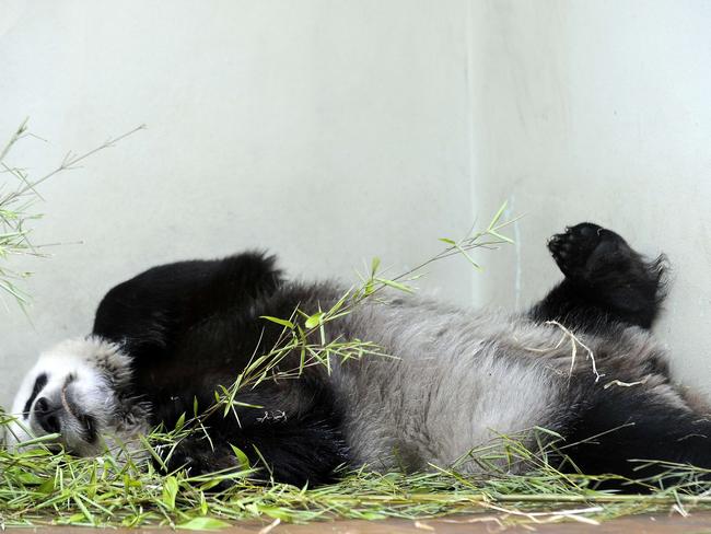 Sweetie ... Tian Tian relaxes in her compound at Edinburgh Zoo. Picture: Andy Buchanan