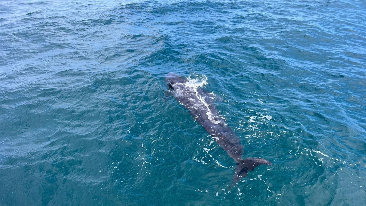 Skipper Noah Pennicott was devastated when he discovered a dead juvenile pilot whale ‘no bigger than a dolphin’ in East Coast waters before a mass stranding on Bryans Beach the following day. Pictures: Supplied