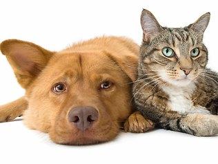 cat and dog