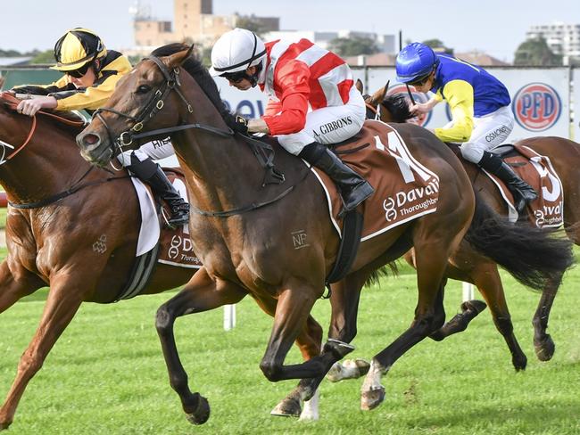 Crop Duster is well placed to score another win when he heads to Dubbo. Picture: Bradley Photos