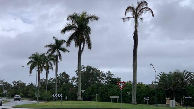 Poisoned trees at Helensvale Road and Serenity Blvd.