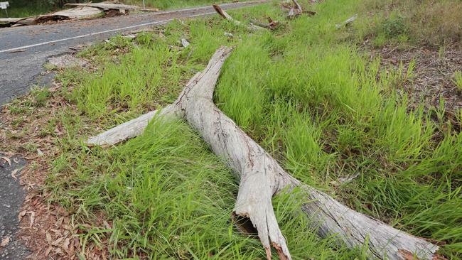 The scene on Old Gympie Road at Glasshouse Mountains where two people were killed after a tree fell on their car. Picture Lachie Millard