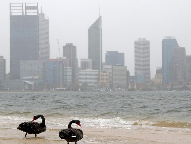 Black Swans are seen on the South Perth Foreshore in Perth, Sunday, May 24, 2020. Western Australia is bracing for the wildest autumn weather in years as the remnants of a tropical cyclone collide with a cold front to whip up damaging winds, heavy rain and massive waves. Strong and squally winds will hit the state's north on Sunday morning, then move south to Perth and Albany in the afternoon and evening.(AAP Image/Richard Wainwright) NO ARCHIVING