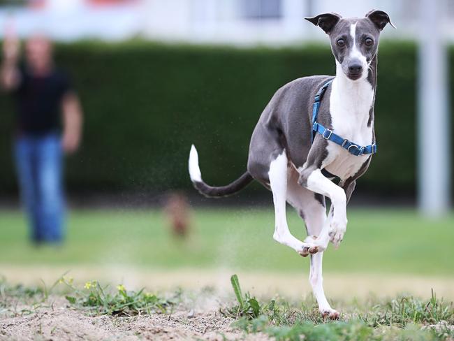 Italian Greyhound Sago, 3 owned by Todd Buttsworth and Meredith Calthorpe having a run at Marieville Esplanade, Sandy Bay. Picture: LUKE BOWDEN