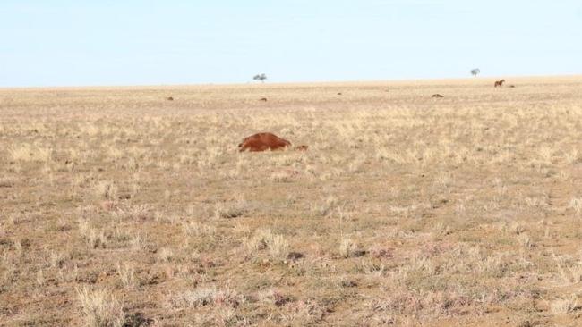 Police found 41 horses were found shot dead on Yanburra Station. Picture: Queensland Police