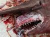 Credit: Carl Moore/NOAA A Florida shrimper accidentally caught an incredibly rare Goblin Shark off the coast of Key West, Florida, on April 19, according to the Houston Chronicle.