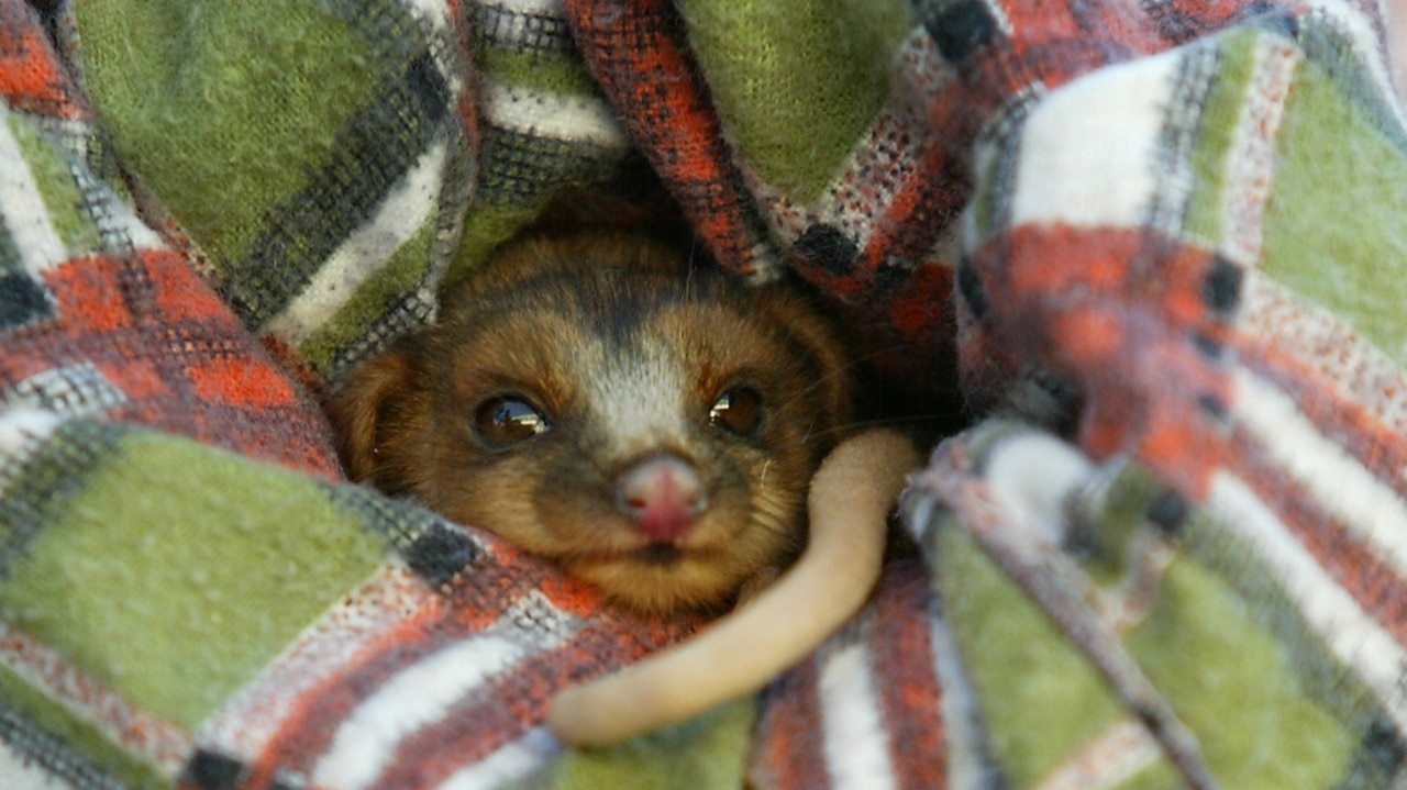 Police officer helps possum injured by fires in Qld