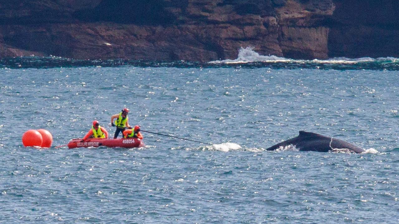 Rescuers during the challenging operation to free the young humpback whale that was tangled up in fishing nets. Picture: Justin Lloyd.