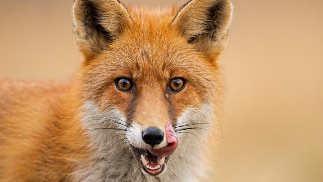 The Mackay council is declaring open season on the European Red Foxes at East Point, bringing in a trained marksman to control the population.