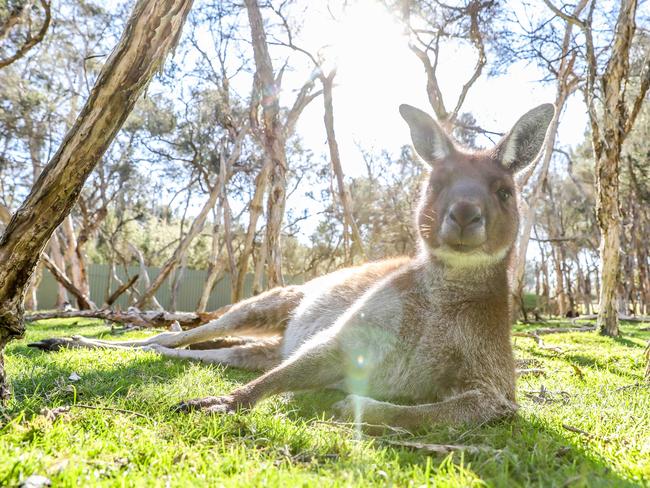 Wildlife advocates want a halt to the roo cull. Picture: Tim Carrafa