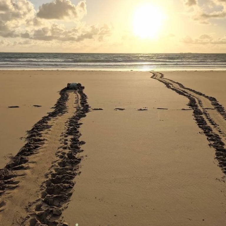 Flatback turtle tracks at Bucasia beach, 2020. Picture: Joely Whiting