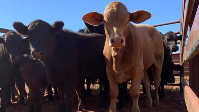 Tay Luckraft - Drafting cattle at Yakara Station, Thargomindah.