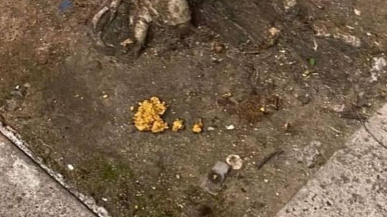 Dog baits have been left around Melbourne’s east since mid-March Picture: Stonnington Dogs Instagram page