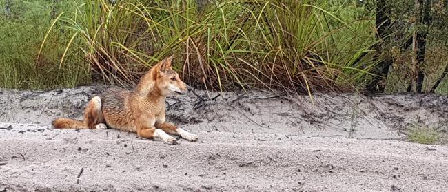 A dingo on Fraser Island.