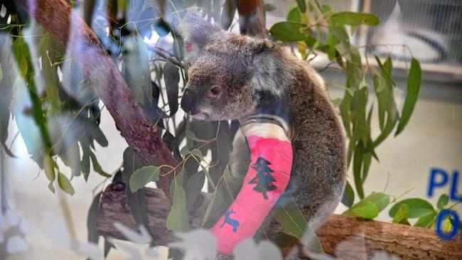 Rebecca the koala was hit by a car and is being treated at the Australia Zoo Wildlife Hospital. Picture: Warren Lynam