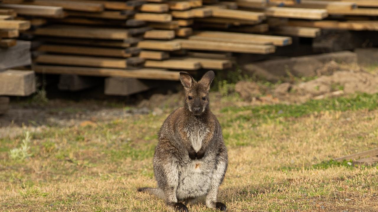 An unexpected audience member for the PM. Picture: Jason Edwards