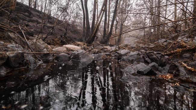 Rain falls into a creek in burnt-out bushland near Cobargo, NSW. Picture: AAP