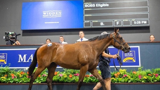 A new record yearling price of 2.6m for Magic Millions during day 2 of the Gold Coast Yearling Sale. Widden Stud presented Sunlight's sister