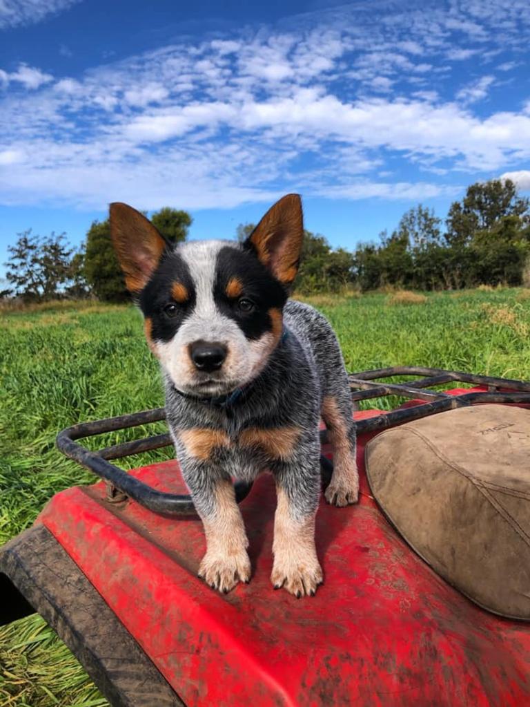 Tilly the Blue Heeler