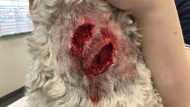 The shih tzu terrier suffered severe injuries due to the alleged dog attack at Inverloch Farmers Market. Picture: Facebook