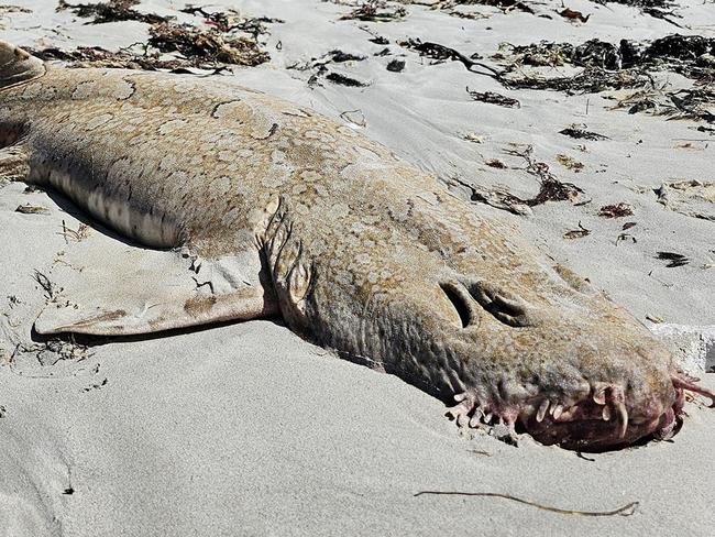 Dozens of deceased marine animals including wobbegong sharks,, sting-rays, crabs, snapper, sea urchins and crayfish have been discovered, ashore along several kilometres of beach at Eight Mile Creek, north of, Mount Gambier. PICTURE: Facebook.