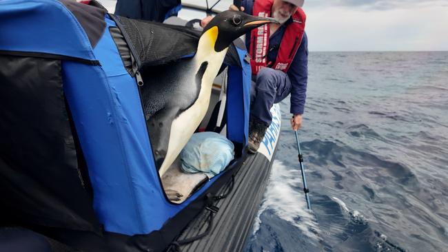 Gus the emperor penguin will hopefully make his journey home. Picture: DBCA