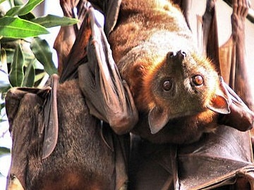 Burnett residents beg for better options to deal with bat ‘plague’