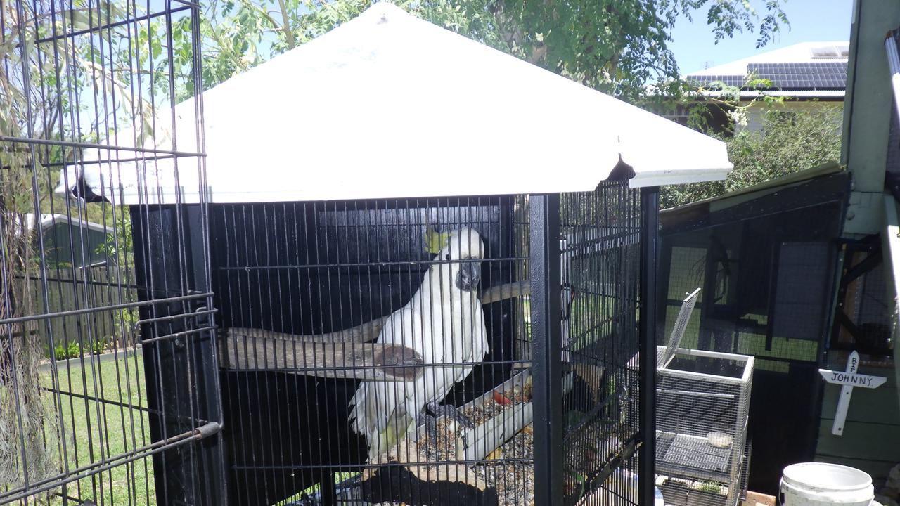 A Gympie man has been fined $2322 after being caught keeping 28 protected birds at his home.