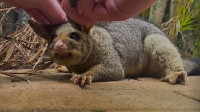 A homeowner removes the plastic ring from around the possum's neck. Picture: Supplied