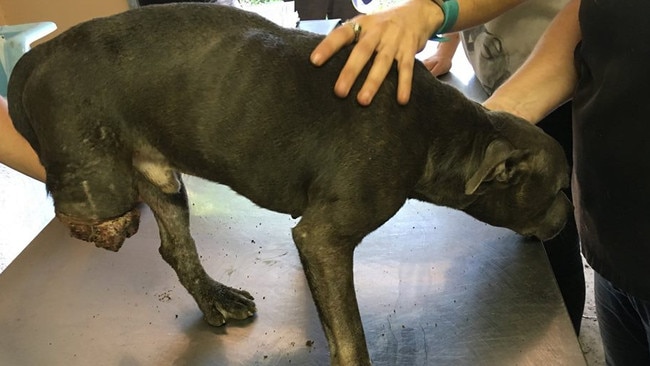 A staffy with an amputated limb from Storybook Farm. 