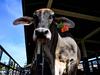 ‘It’ll ruin us’: Burnett farmers’ plea for action on deadly virus