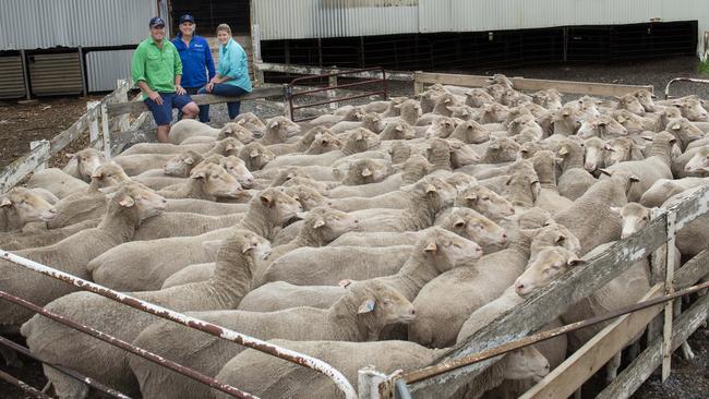 Trent, John and Kate Carter survey part of their flock. Picture: Zoe Phillips