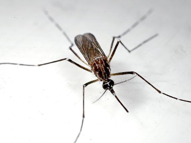 Scientists have hailed a world-first breakthrough in wiping out up to 90 per cent of deadly disease-carrying mosquitoes in a trial in north Queensland. A female Aedes aegypti mosquito at the JCU lab. PICTURE: MARC MCCORMACK