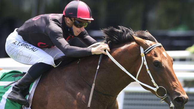 Pinnacle Prince looks a superb chance in Sydney. Picture: Getty Images