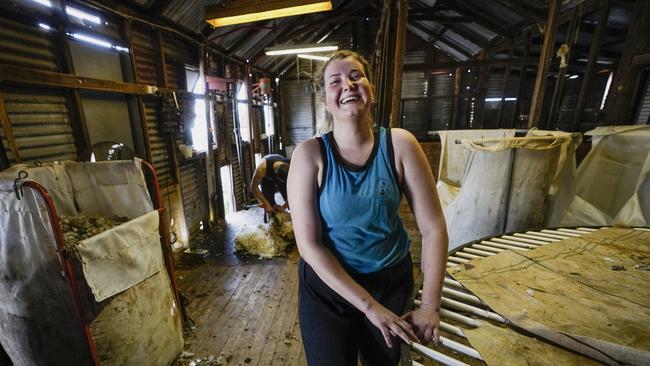 Sheep shearing could be a lucrative option for pandemic job seekers . Picture Brad Newman