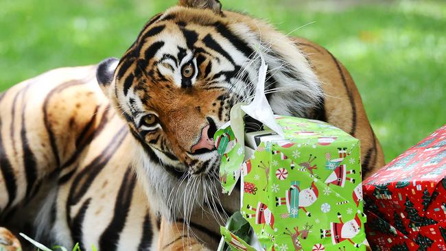 Dreamworld.3-year-old Khan opens Christmas presents at DreamworldÃs Tiger Island.Picture: NIGEL HALLETT