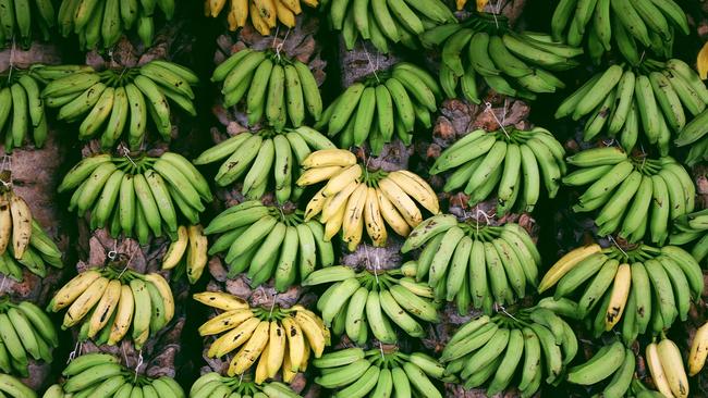 Fun fact: bananas curve due to two phenomena – positive phototropism (they grow towards the sun) and negative geotropism (growing against gravity).