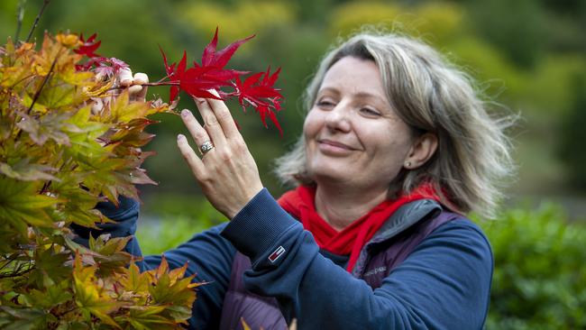 Agnieszka Letterman of Marino admires the first leaves to change colour on a young maple tree at the Mount Lofty Botanic Gardens. Picture: Mark Brake