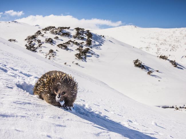 Mountain Echidna. “I followed this echidna for two days, its little tracks in the fresh snow leading me for kilometres to every dead tree and tuft of grass on the snow-covered range. When I finally tracked it down it was over 2000 metres above sea level and not bothered in the slightest about being surrounded by snow and ice.” Picture: Charles Davis/Australian Geographic