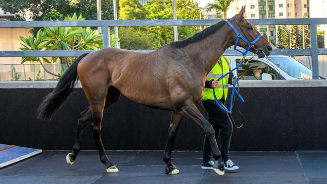 Without A Fight arrives in Hong Kong. Picture: Hong Kong Jockey Club