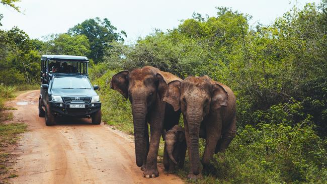 Elephants at Yala National Park, Sri Lanka.