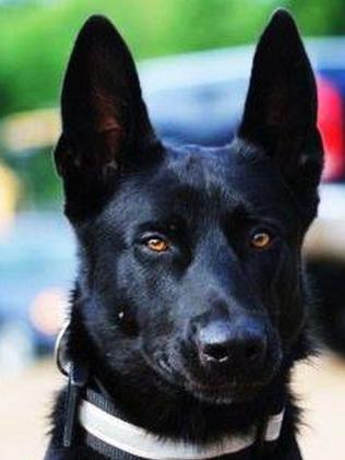 Lucas is a Belgian Malinois. Picture: Facebook/Todd Frazier